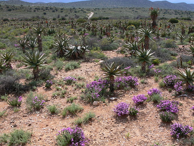 File:Karoo P1030721.JPG