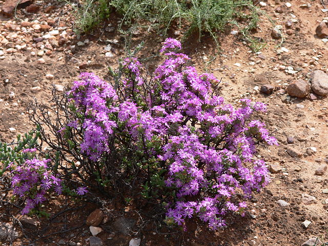 File:Karoo P1030723.JPG