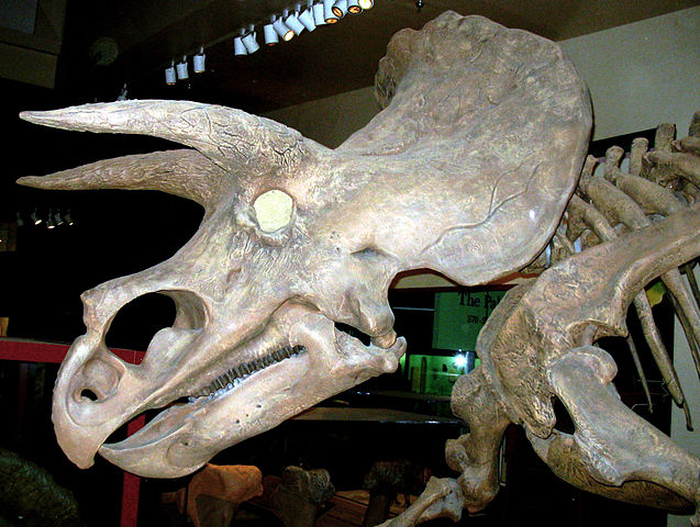 File:Triceratops side view.jpg