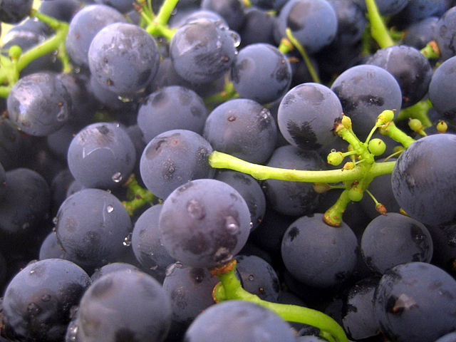 File:Yeast on grapes.jpg