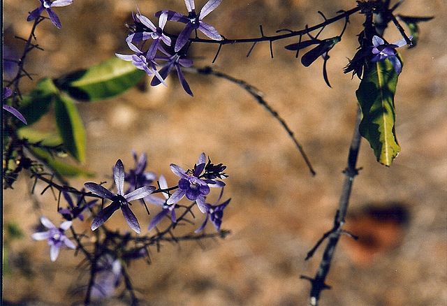 File:Jacaranda flowers, Bulawayo.jpg
