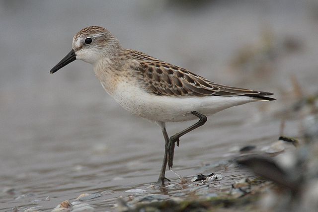 File:Calidris-pusilla-001.jpg