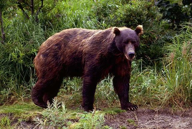 File:Brown-bear-in-spring.jpg