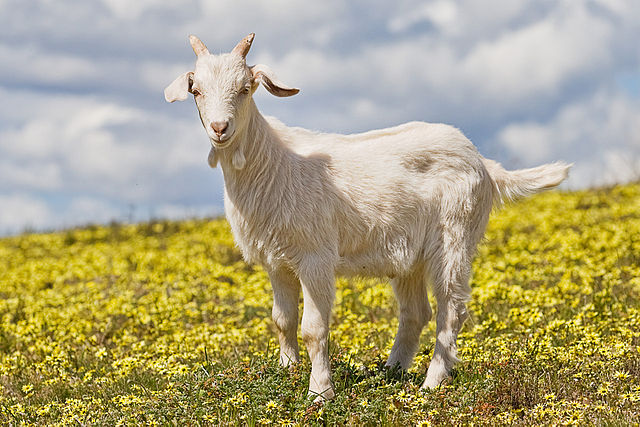 File:Domestic goat kid in capeweed.jpg