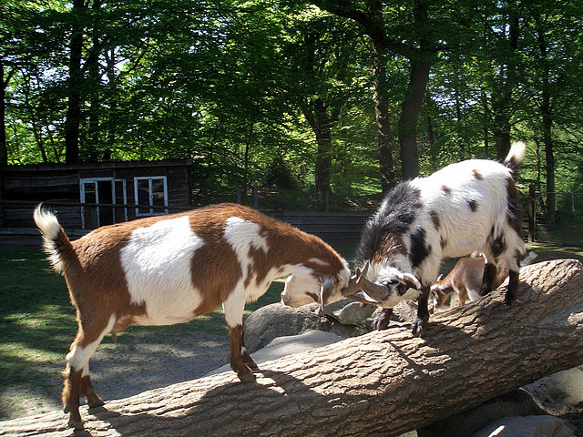 File:Goats butting heads in Germany.jpg