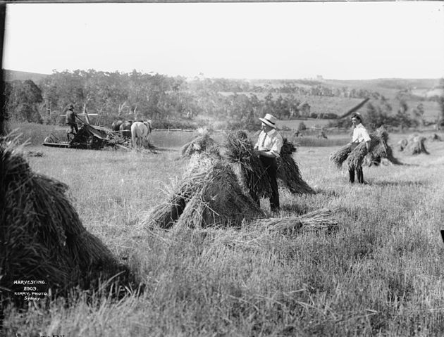 File:Harvesting from The Powerhouse Museum Collection.jpg