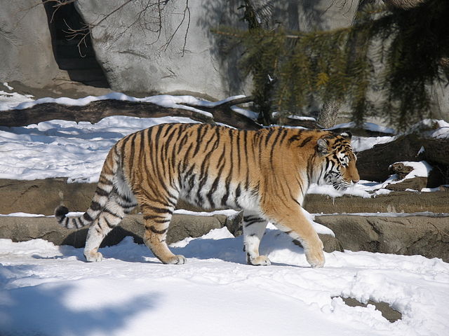 File:Tiger in the snow at the Detroit Zoo March 2008 pic 2.jpg