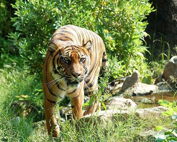 File:Sumatraanse Tijger.jpg