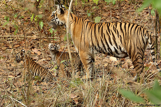 File:Tigeress with cubs in Kanha Tiger reserve.jpg