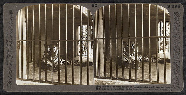 File:Maneater calcutta1903 stereoscopic.jpg