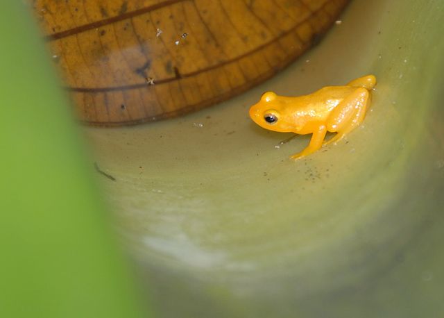 File:Golden frog Kaieteur (2).jpg