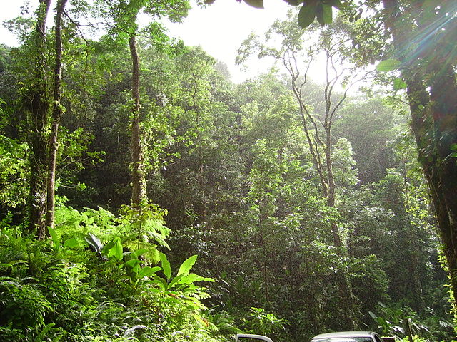 File:Tropical forest.JPG