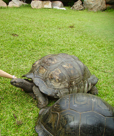File:Seychelles giant tortoise.jpg