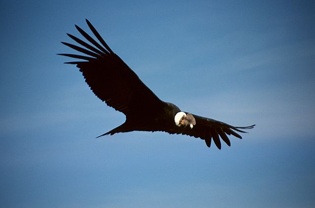 File:Colca-condor-c03.jpg