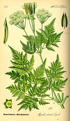 File:Illustration Myrrhis odorata0.jpg