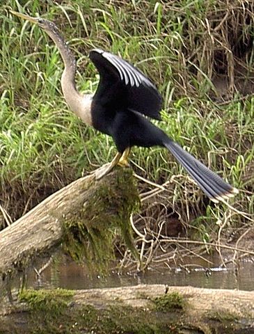 File:Anhinga b.jpg