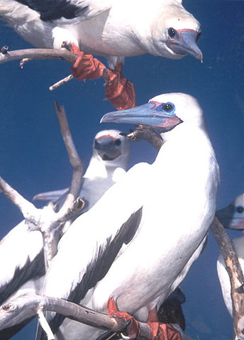 File:Red-footed booby.jpg