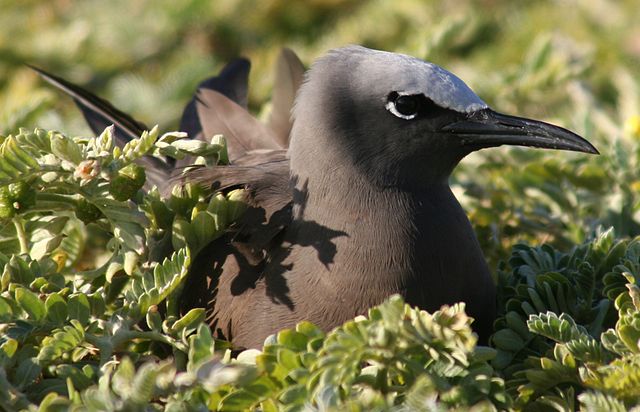 File:Anous stolidus nesting cropped.JPG