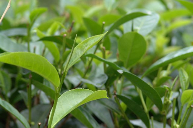 File:Sri Lanka 030.jpg