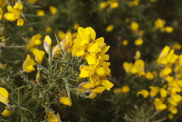 File:Gorse-Ulex europaeus.jpg